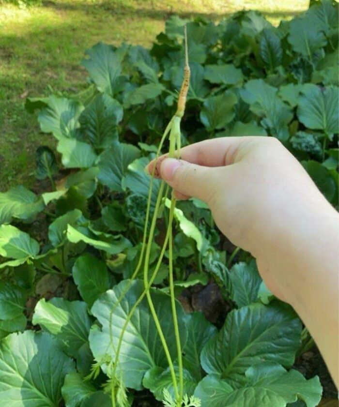 52 Hilarious Harvesting Pics That Prove Size Actually Does Matter (New Pics)