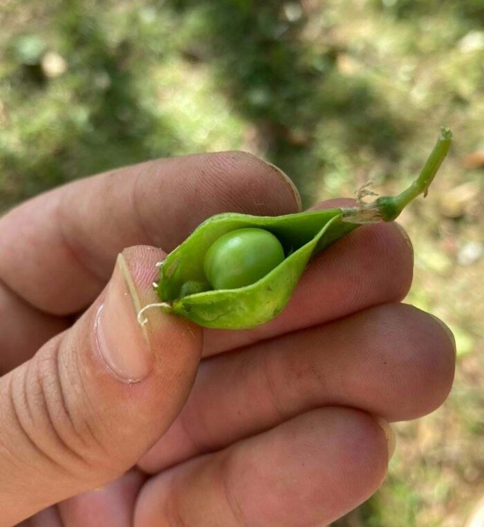 52 Hilarious Harvesting Pics That Prove Size Actually Does Matter (New Pics)
