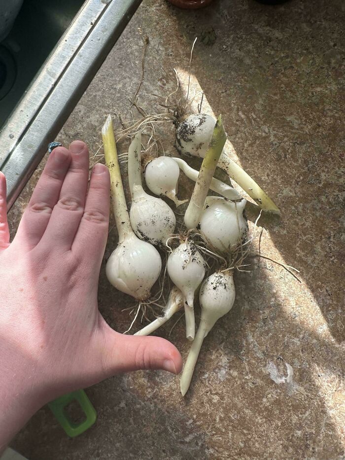 52 Hilarious Harvesting Pics That Prove Size Actually Does Matter (New Pics)