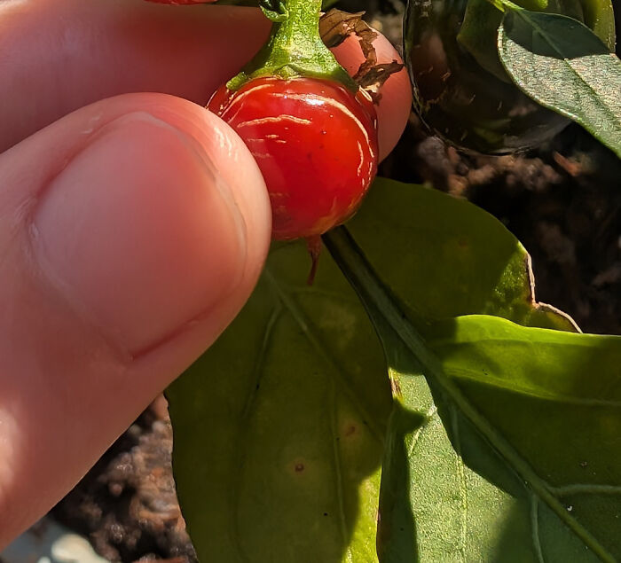 52 Hilarious Harvesting Pics That Prove Size Actually Does Matter (New Pics)