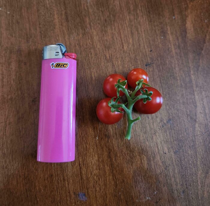 52 Hilarious Harvesting Pics That Prove Size Actually Does Matter (New Pics)