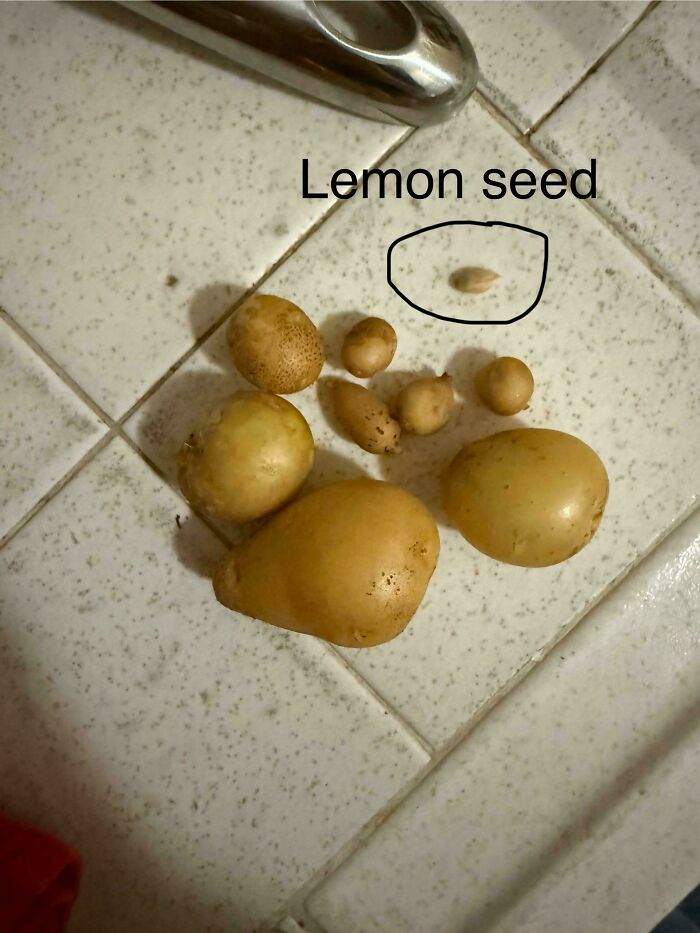 52 Hilarious Harvesting Pics That Prove Size Actually Does Matter (New Pics)