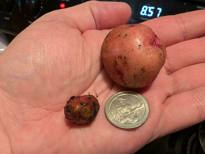 52 Hilarious Harvesting Pics That Prove Size Actually Does Matter (New Pics)