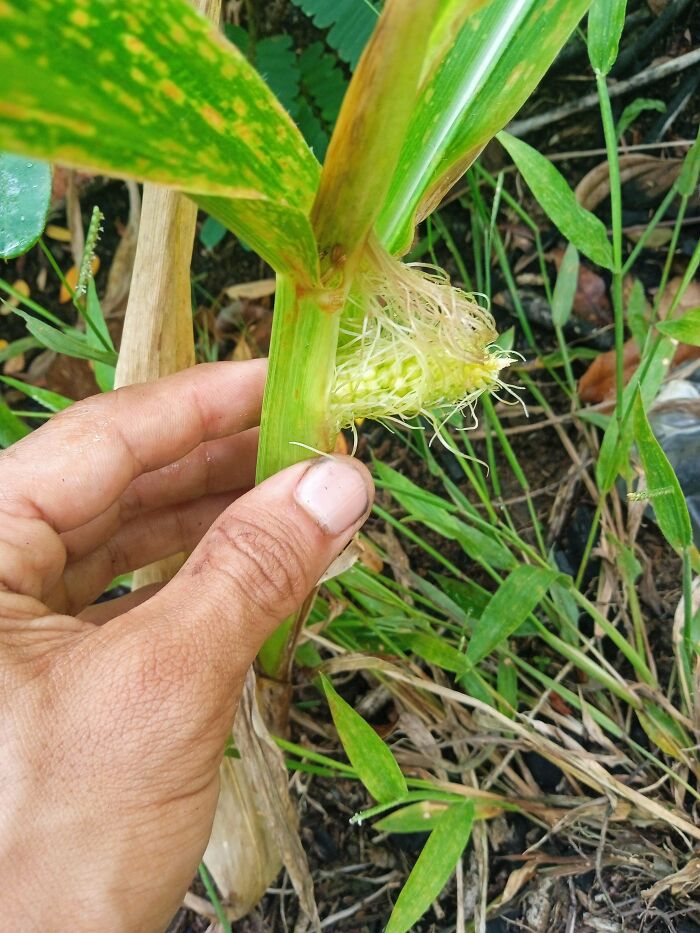 52 Hilarious Harvesting Pics That Prove Size Actually Does Matter (New Pics)