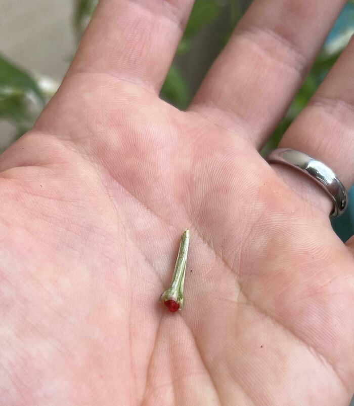 52 Hilarious Harvesting Pics That Prove Size Actually Does Matter (New Pics)