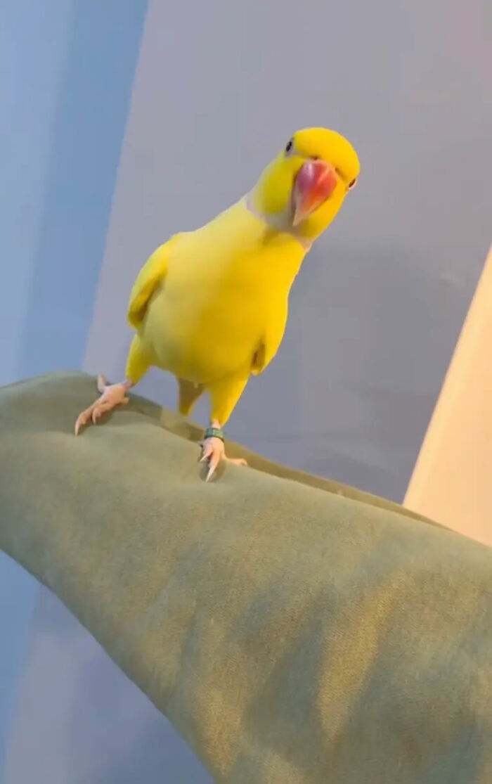 Talking Parrot Helps Bust Major Gang Operation As Footage Of Its Illicit Training Goes Viral