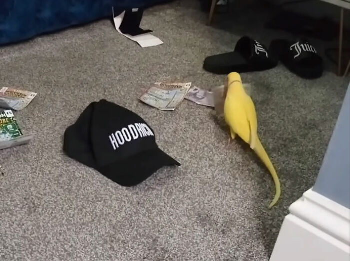 Talking Parrot Helps Bust Major Gang Operation As Footage Of Its Illicit Training Goes Viral