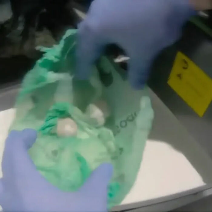 Talking Parrot Helps Bust Major Gang Operation As Footage Of Its Illicit Training Goes Viral