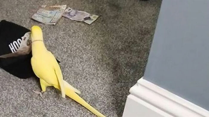 Talking Parrot Helps Bust Major Gang Operation As Footage Of Its Illicit Training Goes Viral