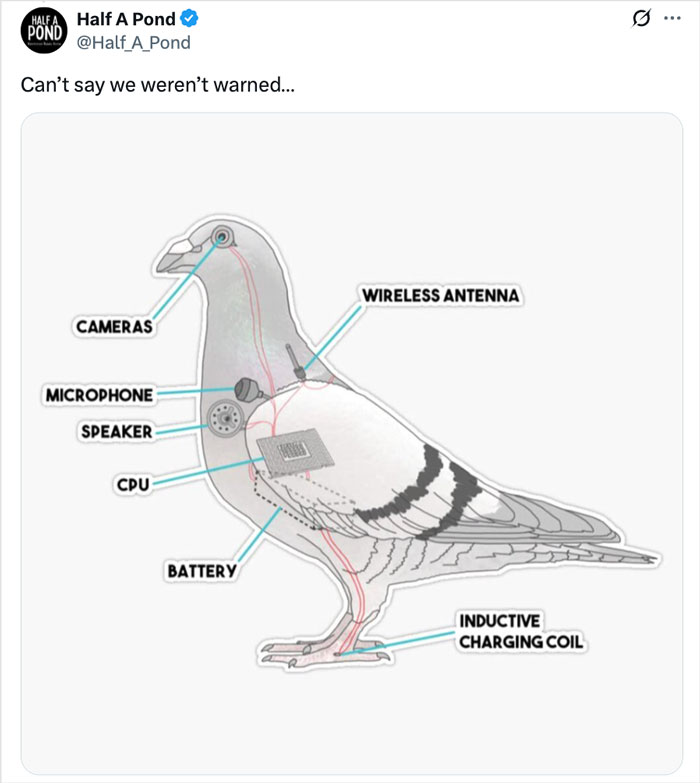 Talking Parrot Helps Bust Major Gang Operation As Footage Of Its Illicit Training Goes Viral