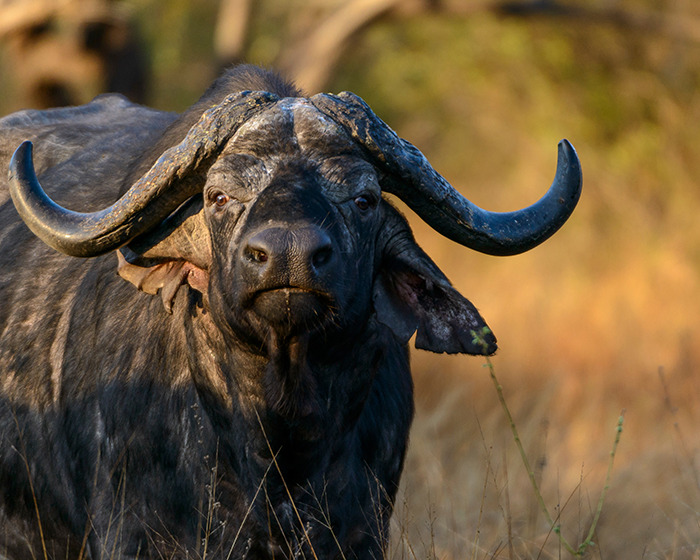 ‘Black Death’ Buffalo Ends $10K Safari With Fatal Goring Of Texan Trophy Hunting Millionaire