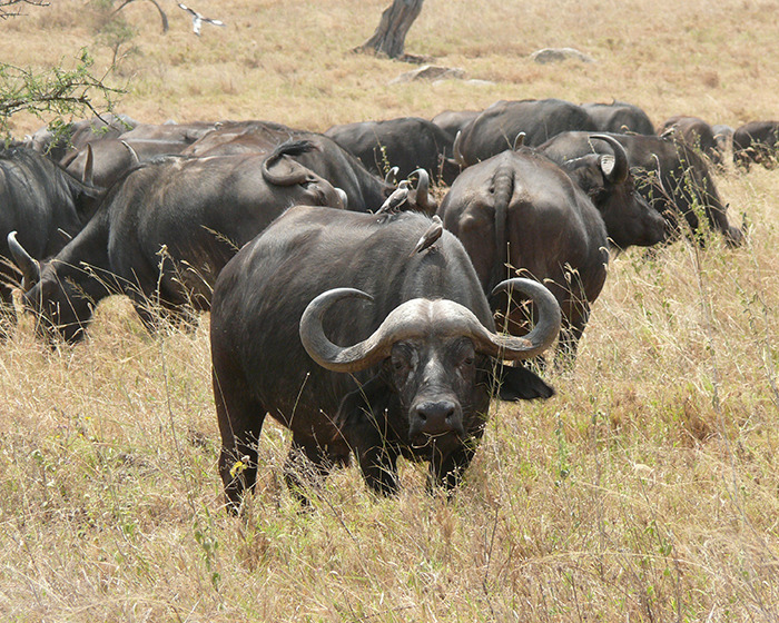 ‘Black Death’ Buffalo Ends $10K Safari With Fatal Goring Of Texan Trophy Hunting Millionaire
