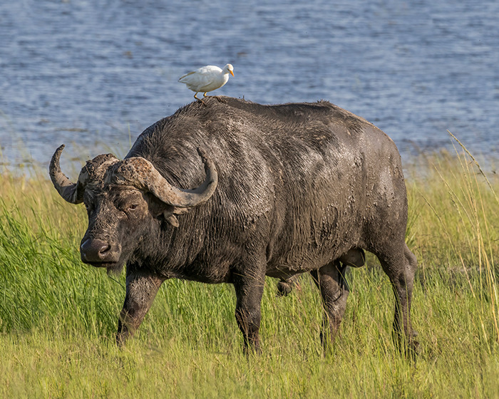 ‘Black Death’ Buffalo Ends $10K Safari With Fatal Goring Of Texan Trophy Hunting Millionaire