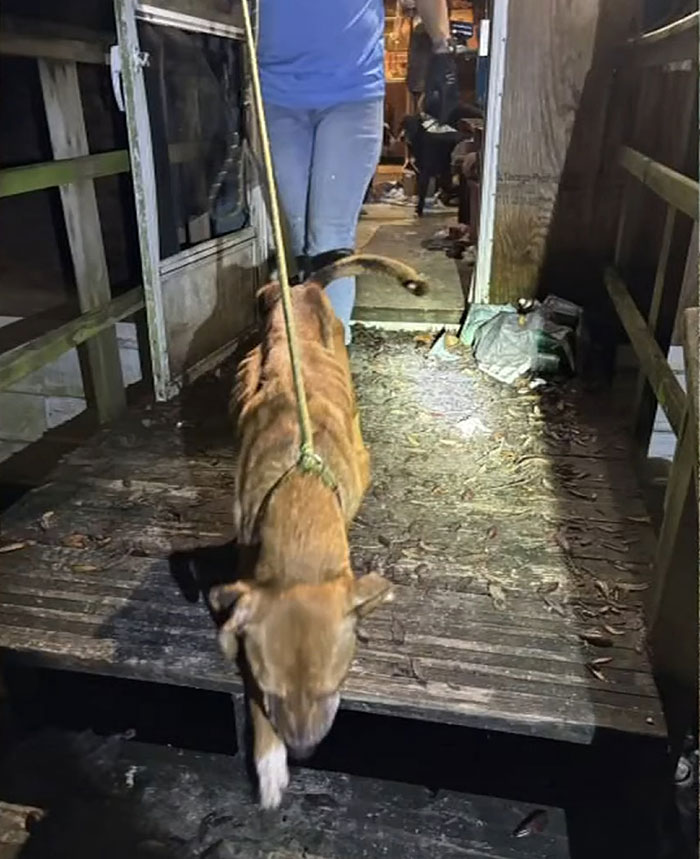 Florida Mother Abandons Her Child And Seven Dogs For Two Weeks To Go To Las Vegas On Vacation