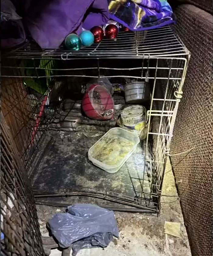 Florida Mother Abandons Her Child And Seven Dogs For Two Weeks To Go To Las Vegas On Vacation