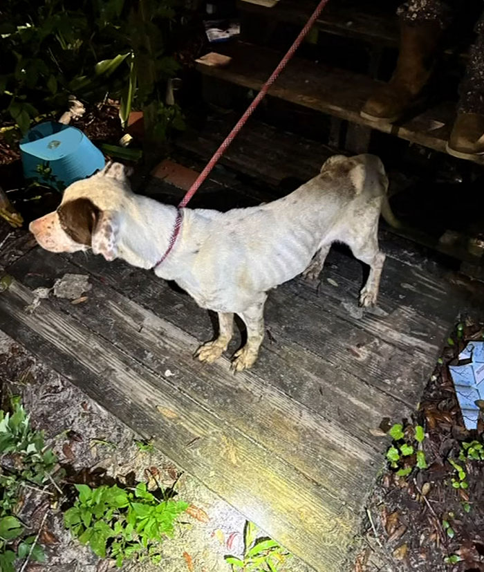 Florida Mother Abandons Her Child And Seven Dogs For Two Weeks To Go To Las Vegas On Vacation