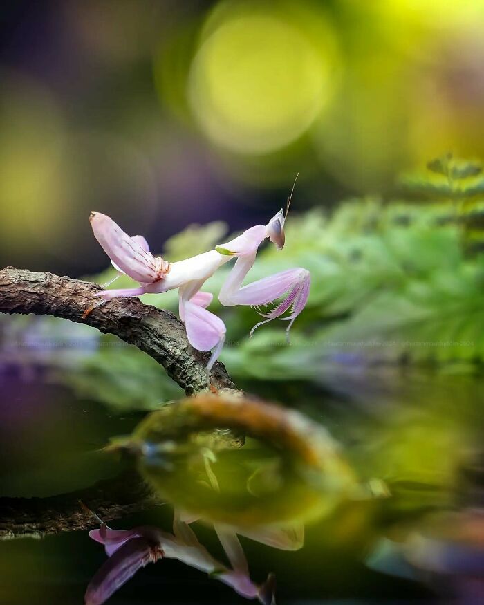 This Photographer Shows The Secret World Of Insects Through His Dreamy Macro Photography