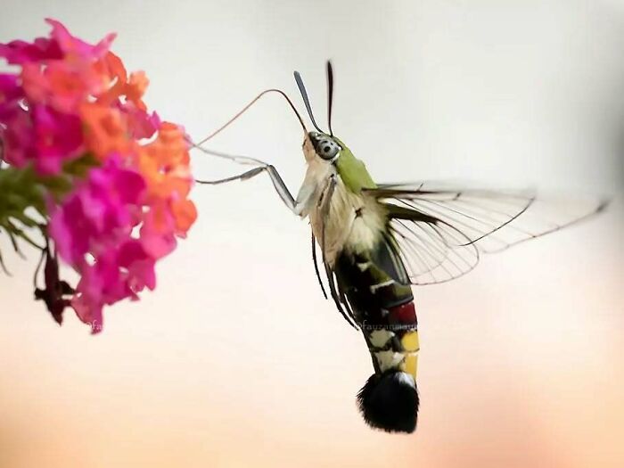 This Photographer Shows The Secret World Of Insects Through His Dreamy Macro Photography