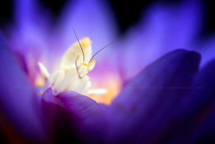 This Photographer Shows The Secret World Of Insects Through His Dreamy Macro Photography