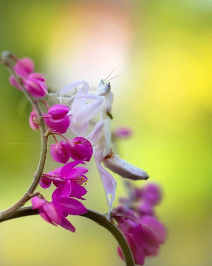 This Photographer Shows The Secret World Of Insects Through His Dreamy Macro Photography