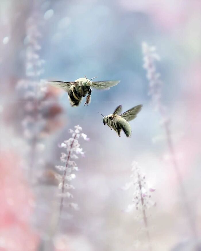 This Photographer Shows The Secret World Of Insects Through His Dreamy Macro Photography