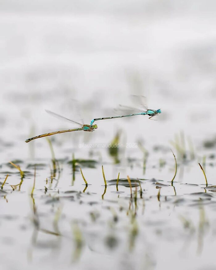 This Photographer Shows The Secret World Of Insects Through His Dreamy Macro Photography