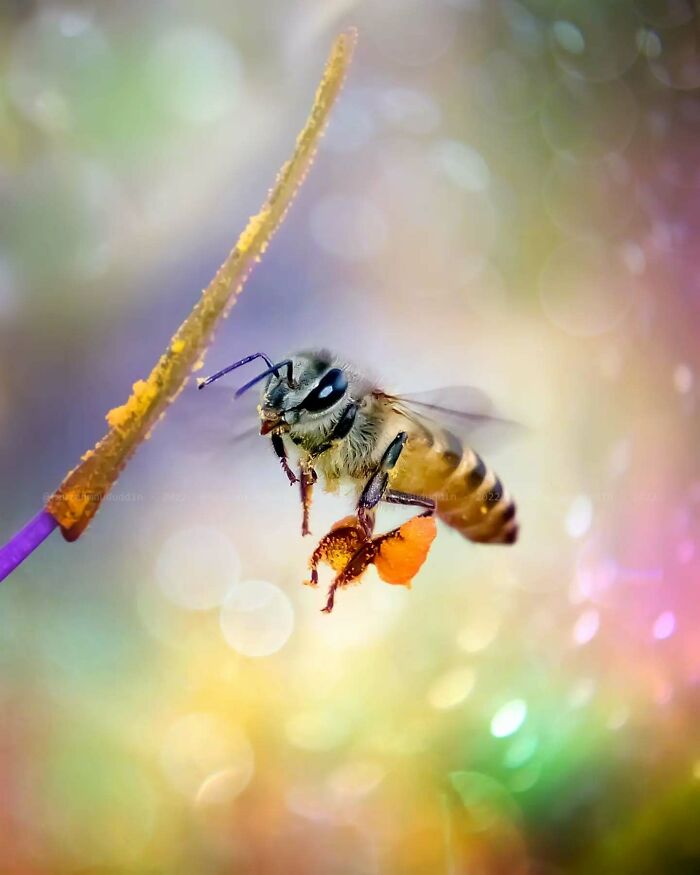 This Photographer Shows The Secret World Of Insects Through His Dreamy Macro Photography