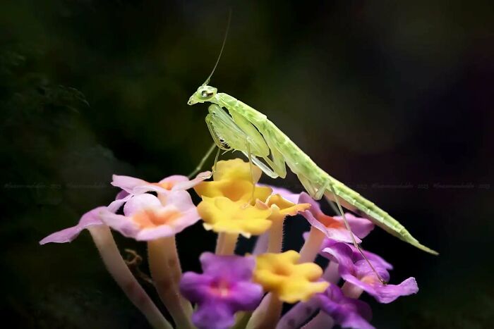 This Photographer Shows The Secret World Of Insects Through His Dreamy Macro Photography