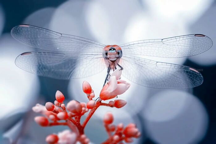 This Photographer Shows The Secret World Of Insects Through His Dreamy Macro Photography