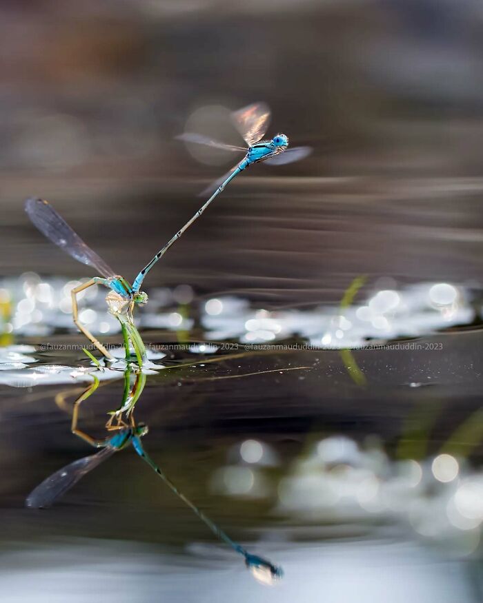 This Photographer Shows The Secret World Of Insects Through His Dreamy Macro Photography