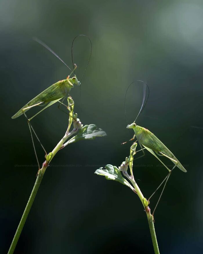 This Photographer Shows The Secret World Of Insects Through His Dreamy Macro Photography