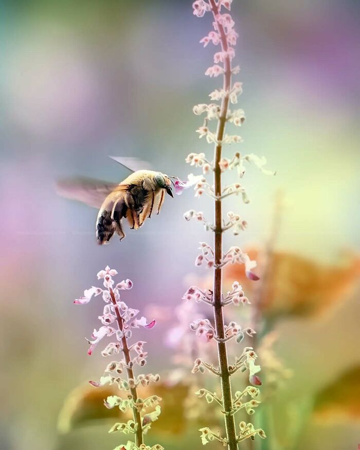 This Photographer Shows The Secret World Of Insects Through His Dreamy Macro Photography