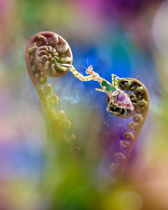 This Photographer Shows The Secret World Of Insects Through His Dreamy Macro Photography