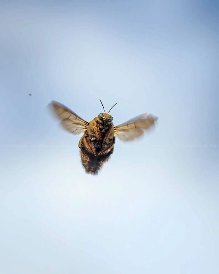 This Photographer Shows The Secret World Of Insects Through His Dreamy Macro Photography