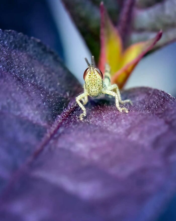 This Photographer Shows The Secret World Of Insects Through His Dreamy Macro Photography