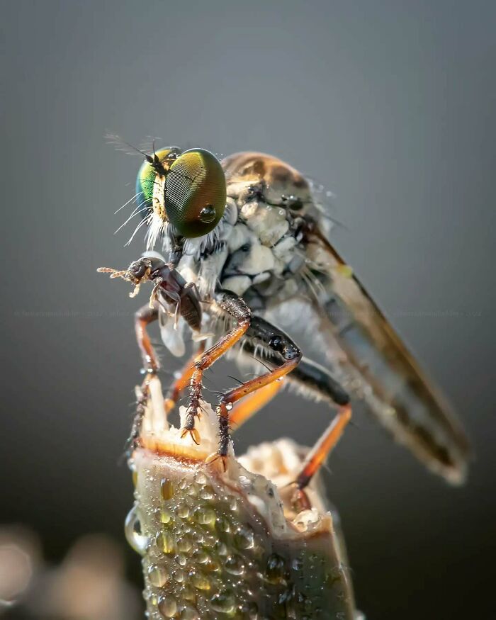 This Photographer Shows The Secret World Of Insects Through His Dreamy Macro Photography