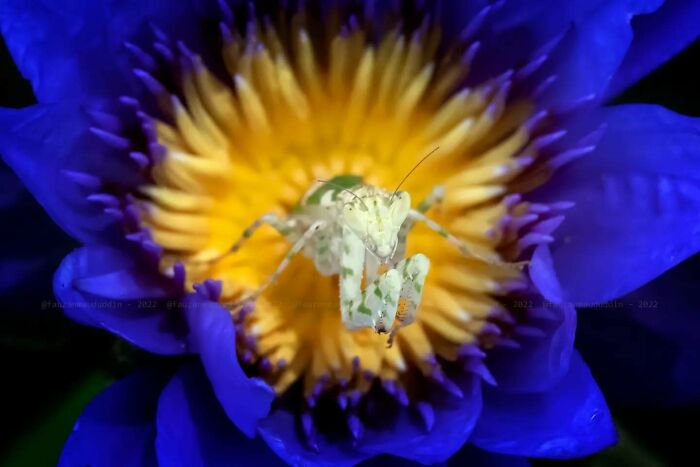 This Photographer Shows The Secret World Of Insects Through His Dreamy Macro Photography
