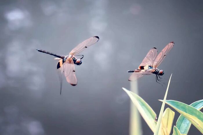 This Photographer Shows The Secret World Of Insects Through His Dreamy Macro Photography
