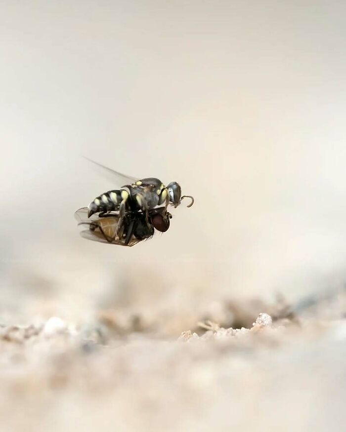 This Photographer Shows The Secret World Of Insects Through His Dreamy Macro Photography