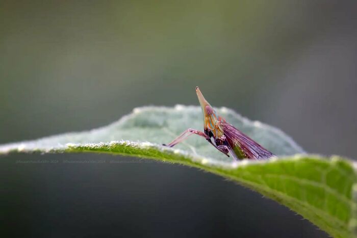 This Photographer Shows The Secret World Of Insects Through His Dreamy Macro Photography