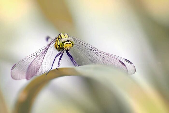 This Photographer Shows The Secret World Of Insects Through His Dreamy Macro Photography