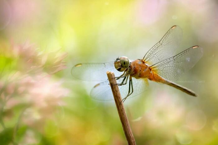 This Photographer Shows The Secret World Of Insects Through His Dreamy Macro Photography