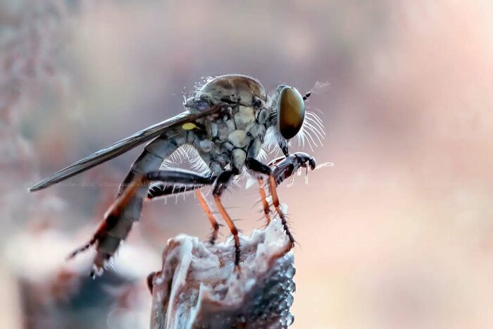 This Photographer Shows The Secret World Of Insects Through His Dreamy Macro Photography