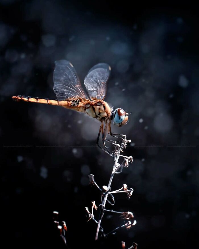 This Photographer Shows The Secret World Of Insects Through His Dreamy Macro Photography