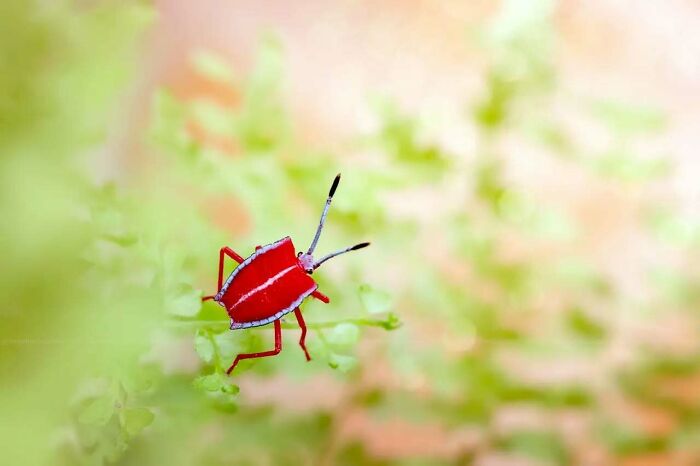 This Photographer Shows The Secret World Of Insects Through His Dreamy Macro Photography
