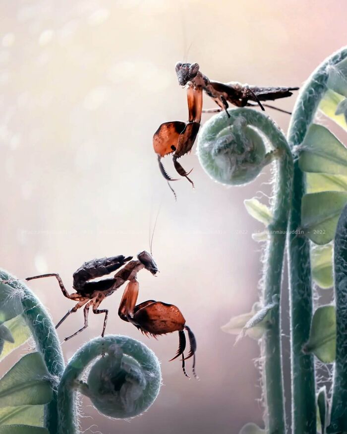 This Photographer Shows The Secret World Of Insects Through His Dreamy Macro Photography