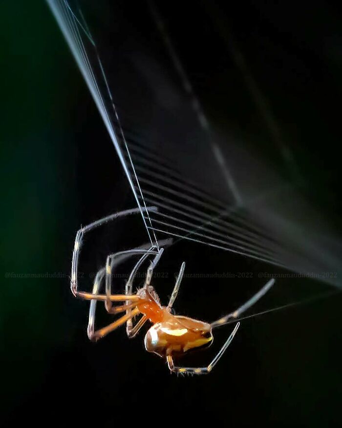 This Photographer Shows The Secret World Of Insects Through His Dreamy Macro Photography
