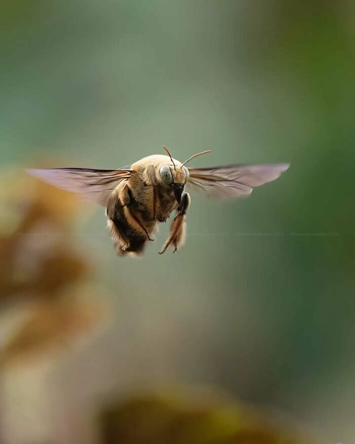 This Photographer Shows The Secret World Of Insects Through His Dreamy Macro Photography