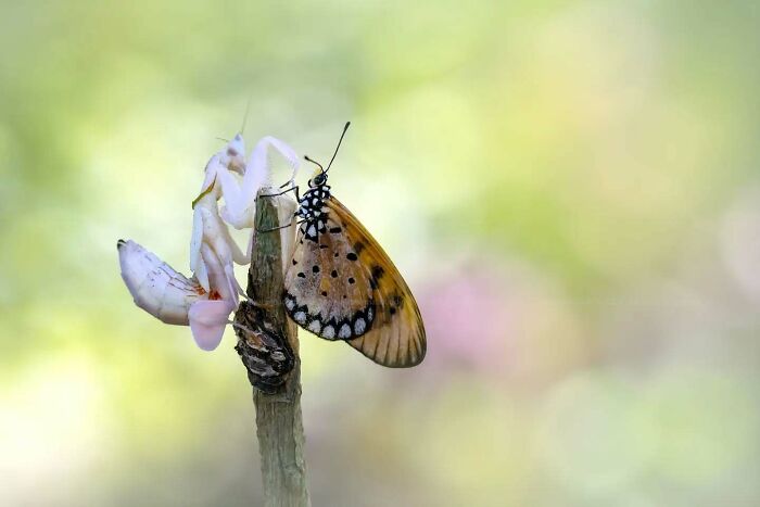This Photographer Shows The Secret World Of Insects Through His Dreamy Macro Photography