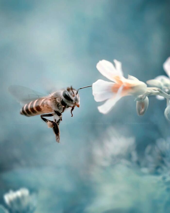 This Photographer Shows The Secret World Of Insects Through His Dreamy Macro Photography